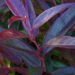 Leucothoe : plantation, culture, taille et entretien