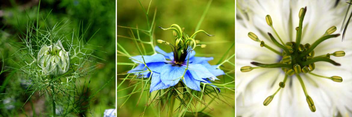 Nigelle de Damas : semis, culture et entretien - Nos conseils