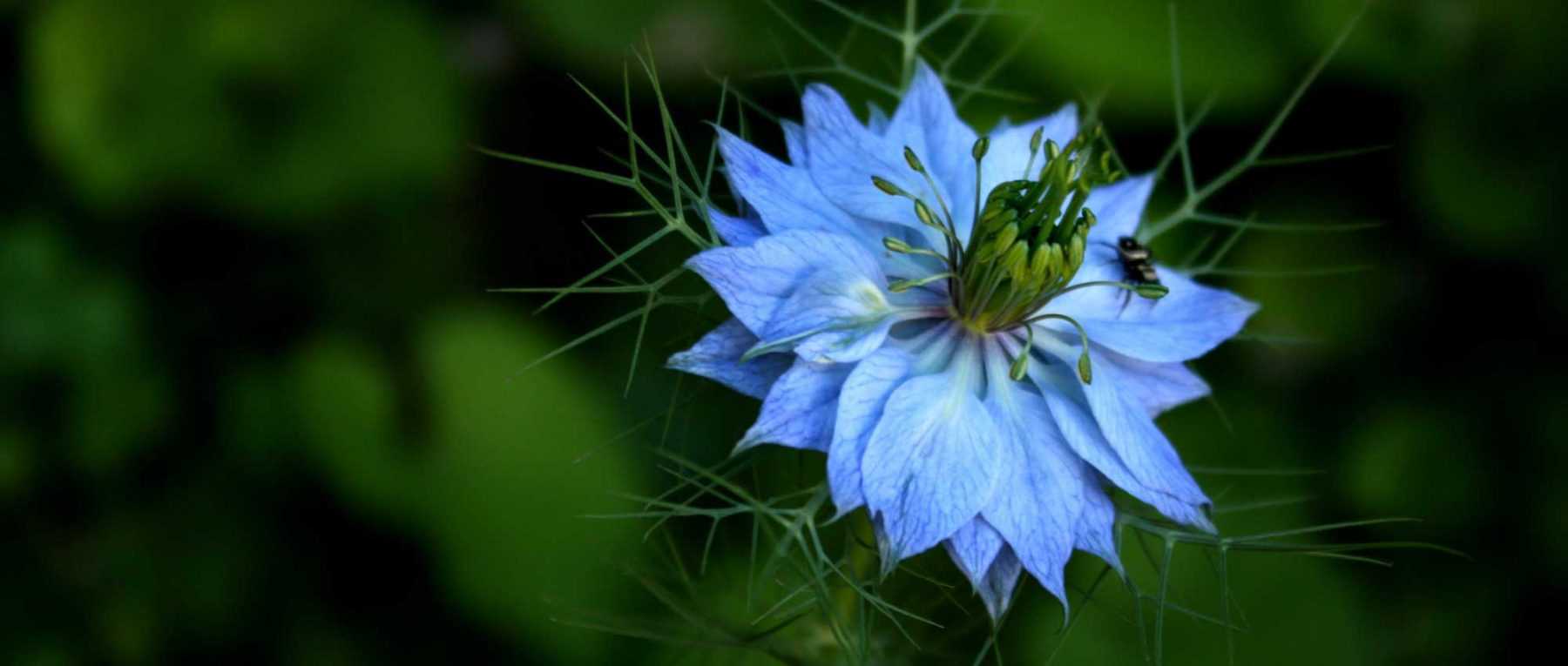 Champ de fleurs, une solution pour vos problèmes ? Avis d'un