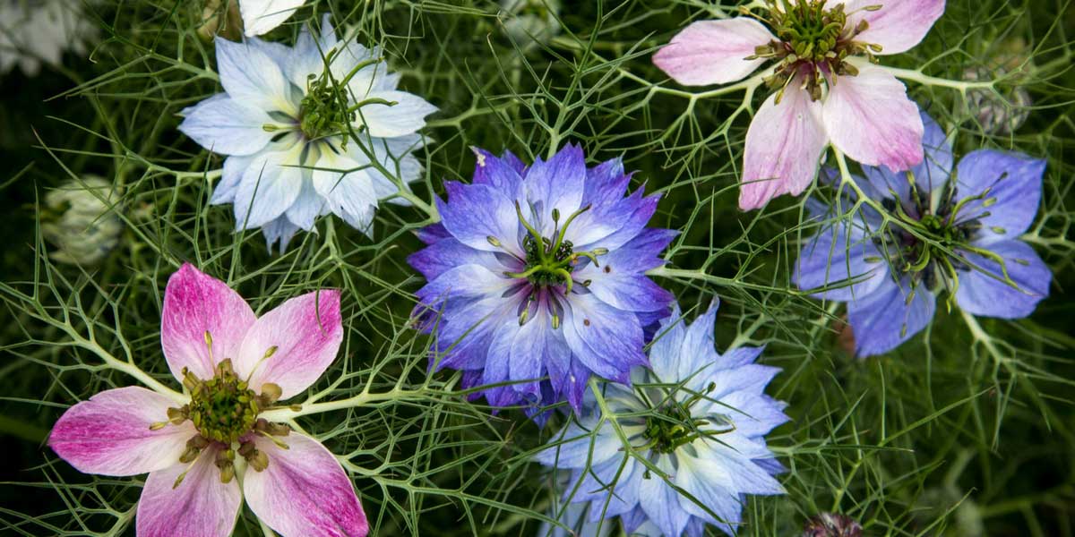 Nigelle de Damas : semis, culture et entretien - Nos conseils