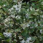 Osmanthe, Osmanthus : plantation, taille et entretien