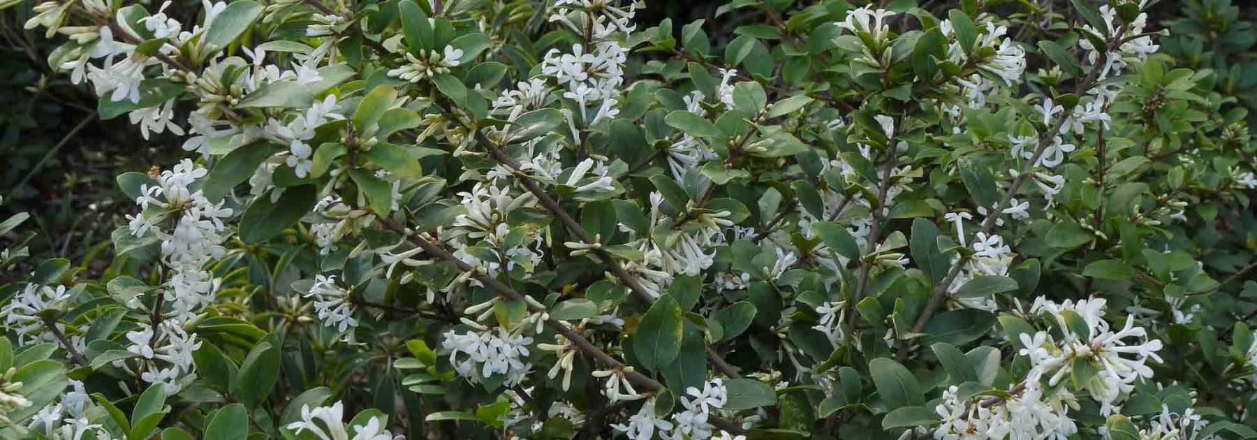 Osmanthe, Osmanthus : plantation, taille et entretien