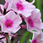 Les phlox : plantation, culture et entretien