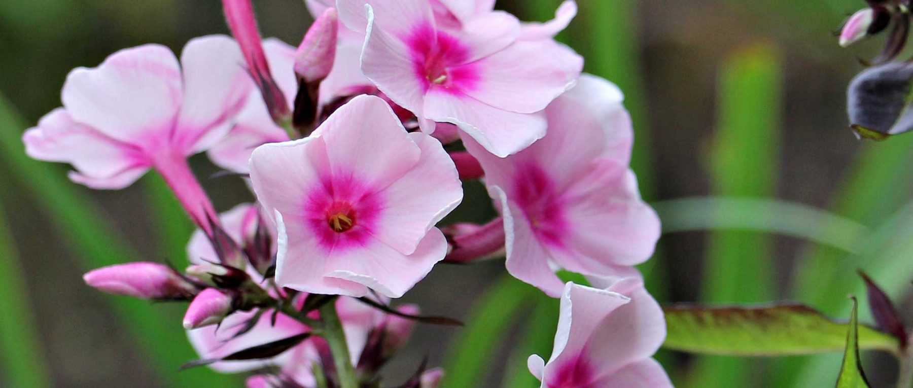 Les phlox : plantation, culture et entretien