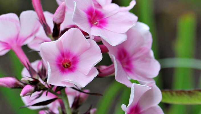 Les phlox : plantation, culture et entretien