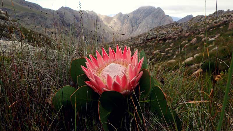 Le floraison de Protea cynaroides, en Afrique du Sud