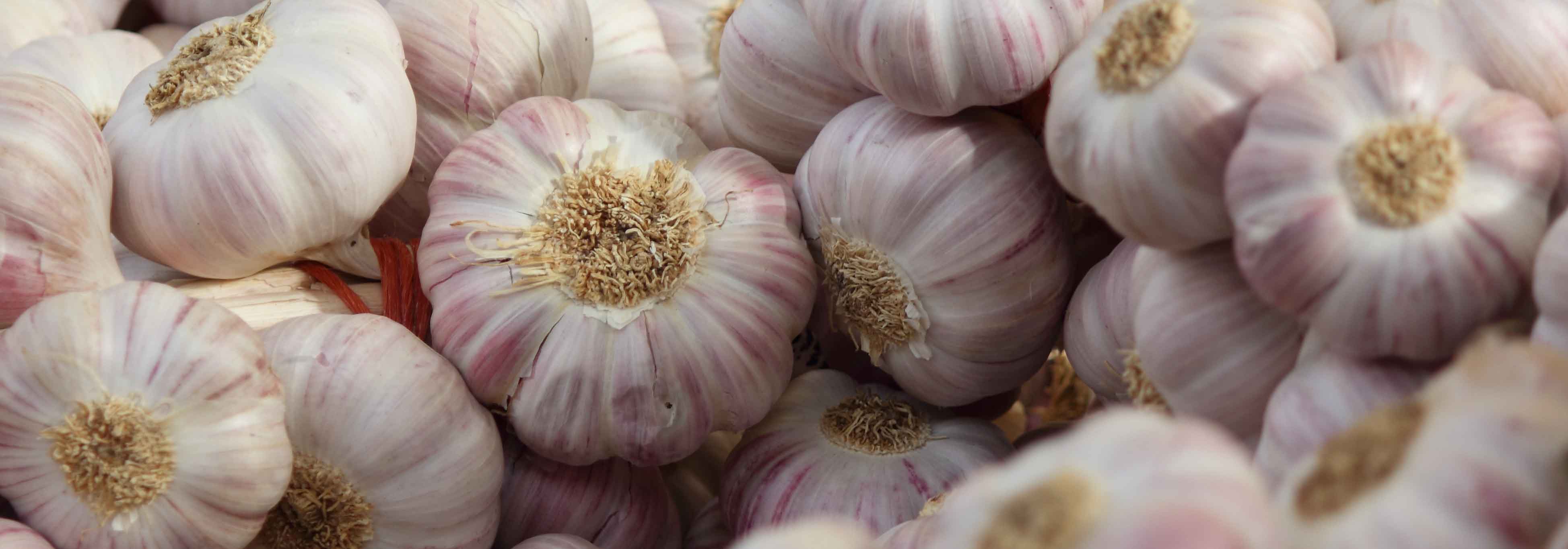 Période de plantation de l'ail blanc et des oignons - PRÊT A JARDINER