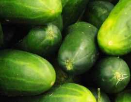 Concombre et cornichon : semis, plantation, culture, taille