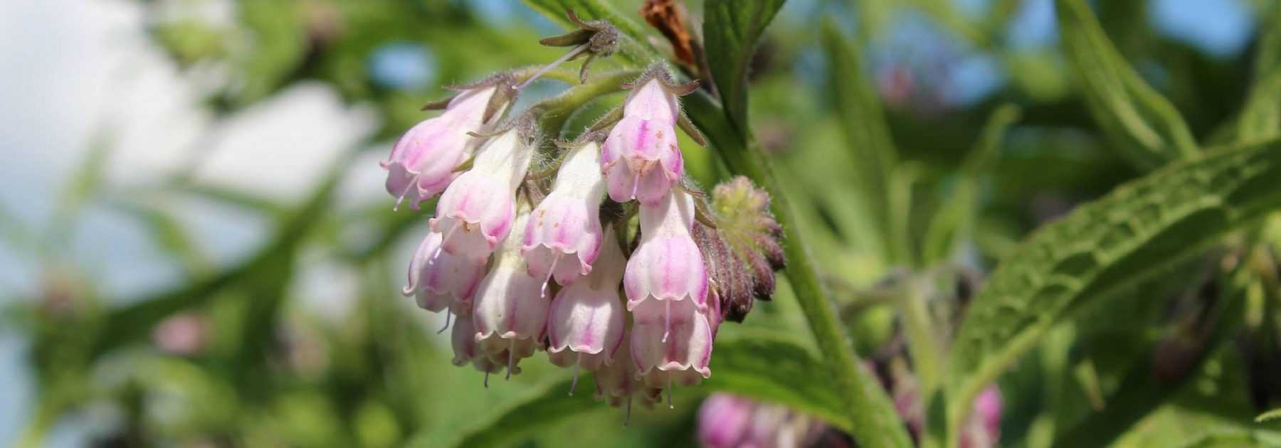 Pourquoi apporter de l'engrais à tes plantes d'intérieur ? - Vert Bobo