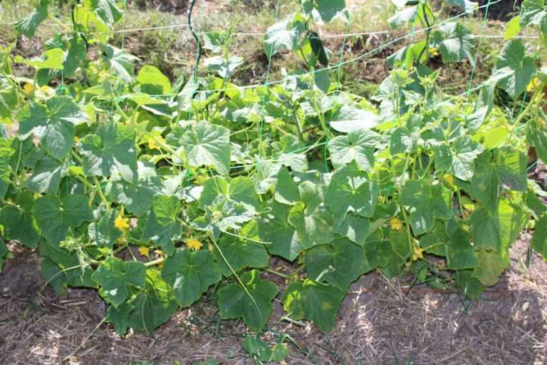 et cornichon semis, plantation, culture, taille et récolte