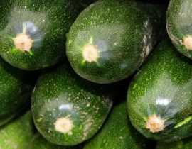 Courgette : la semer, la planter, la cultiver au potager