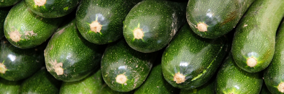 Nos graines potagères de courgette verte Tarmino F1 - La Bonne Graine