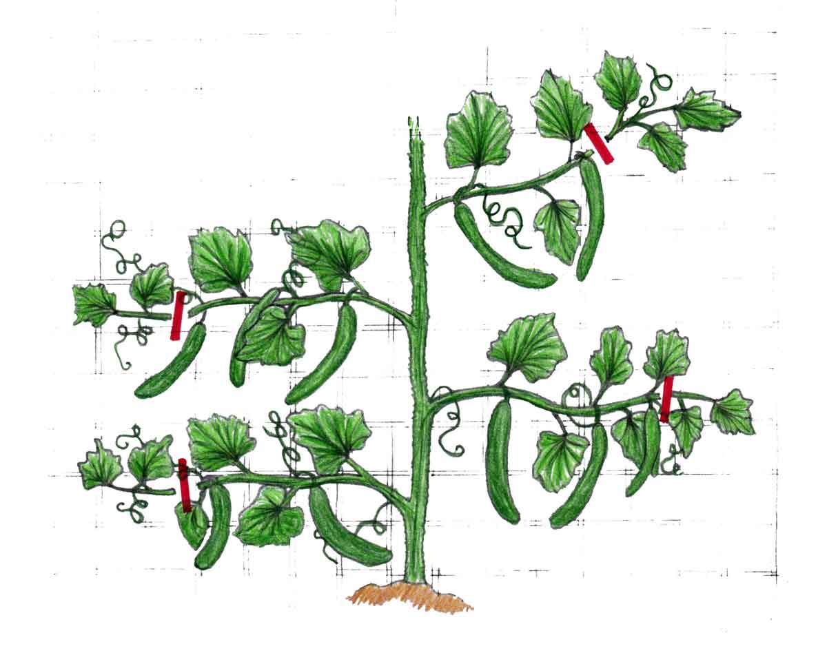 et cornichon semis, plantation, culture, taille et récolte