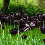 20 fleurs noires, naturelles, pour votre jardin