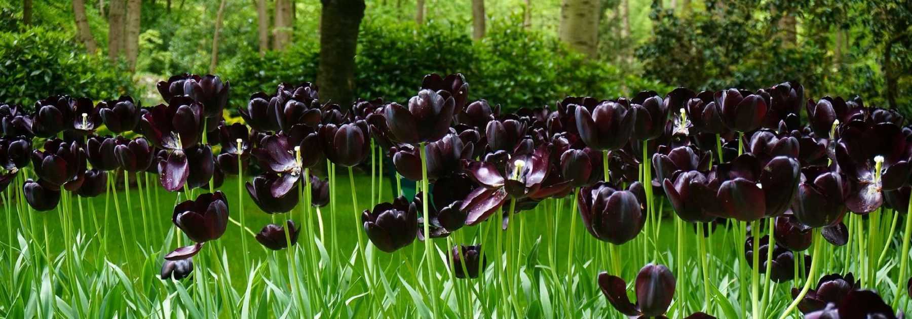 20 fleurs noires, naturelles, pour votre jardin