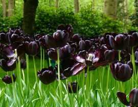 20 fleurs noires, naturelles, pour votre jardin