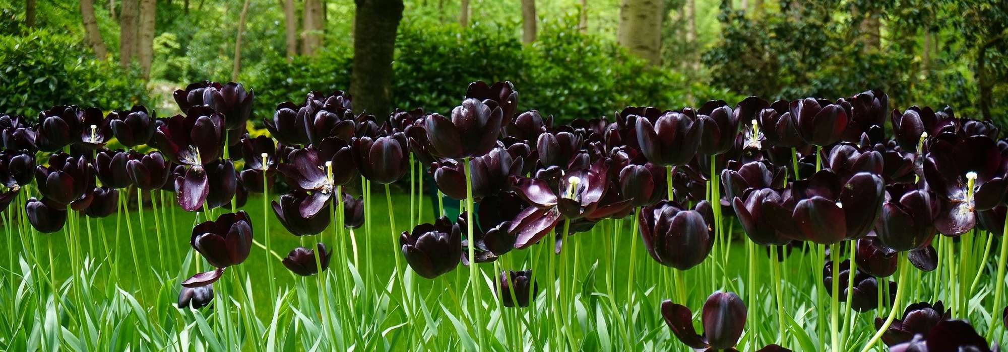 20 fleurs noires, naturelles, à cultiver dans votre jardin