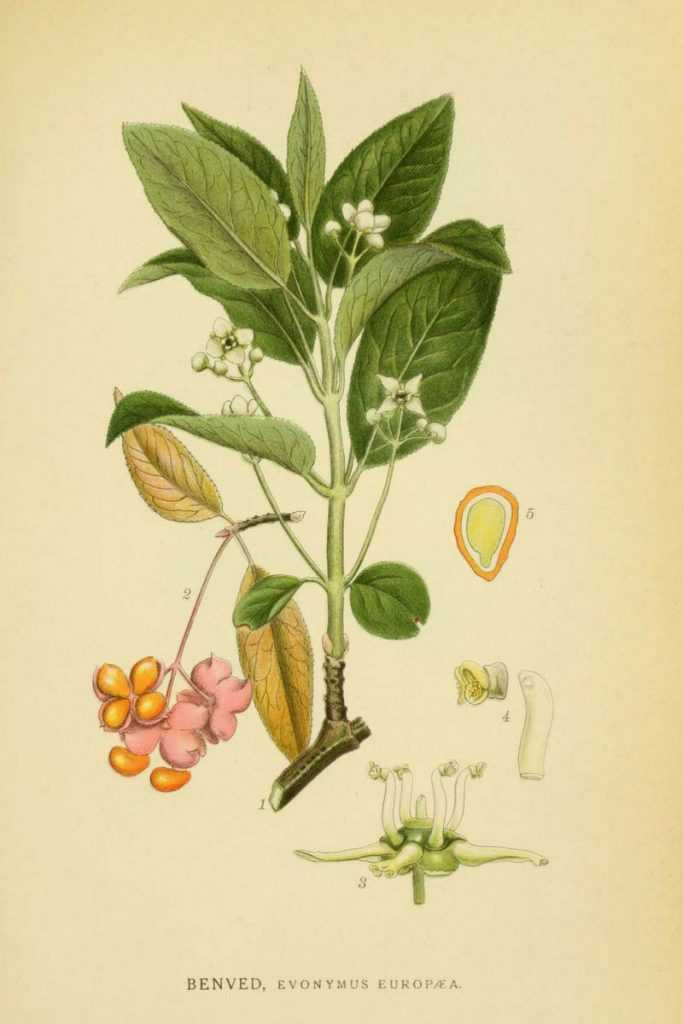 Fusain d'europe, illustration botanique