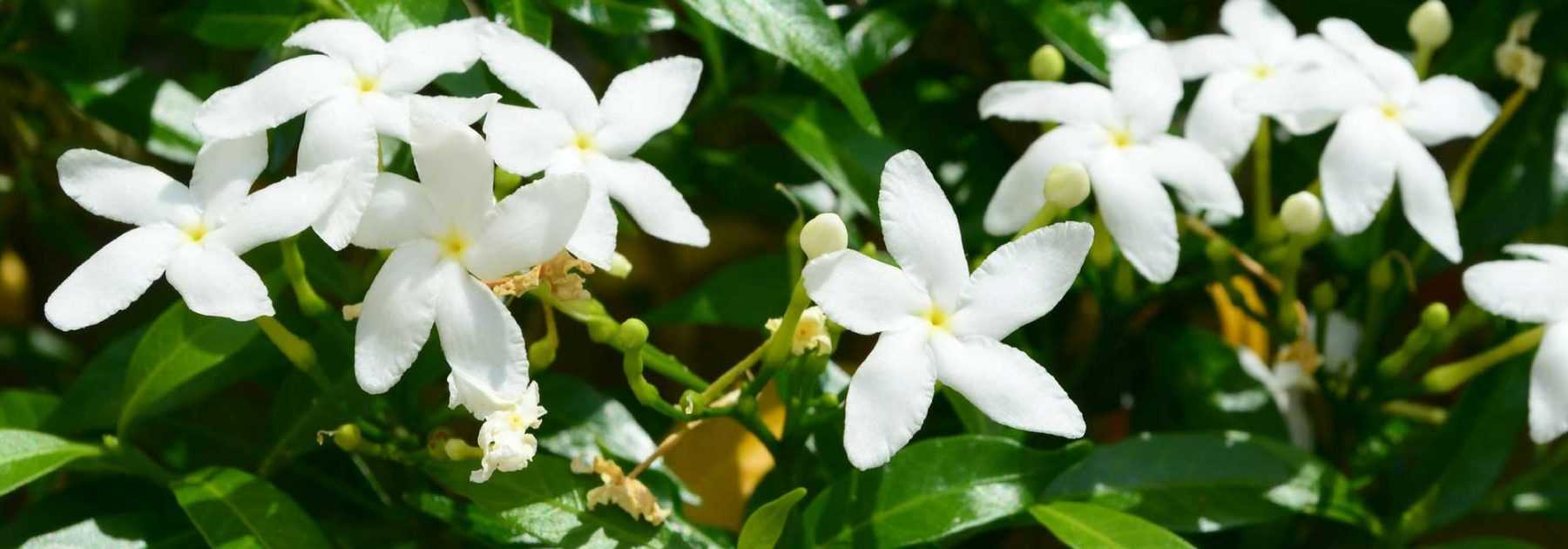 Jasmin : plantation, entretien, taille