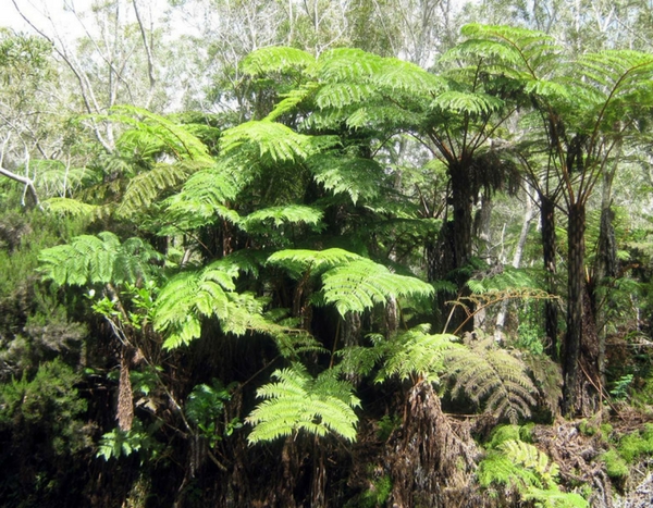 Voyage à la Réunion (1ère partie)