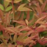 Bambou Sacré, Nandina domestica : plantation, taille, entretien