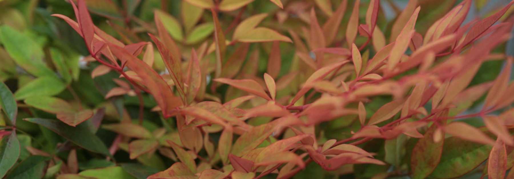 Bambou Sacré, Nandina domestica : plantation, taille, entretien