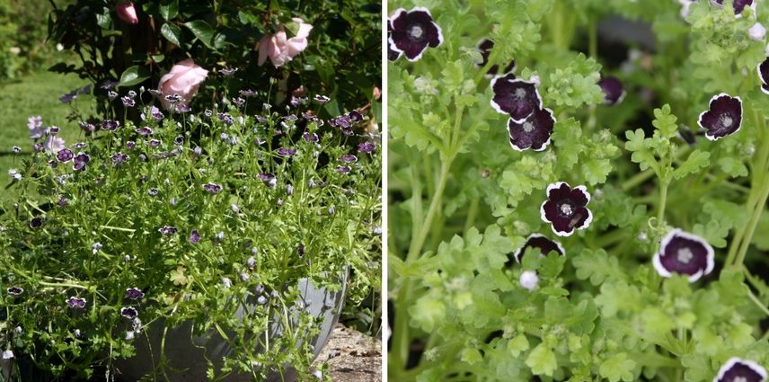 20 fleurs noires, naturelles, à cultiver dans votre jardin