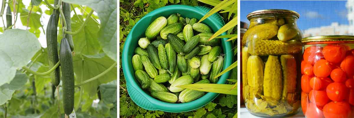 Cornichon : tout savoir pour bien le planter : Femme Actuelle Le MAG