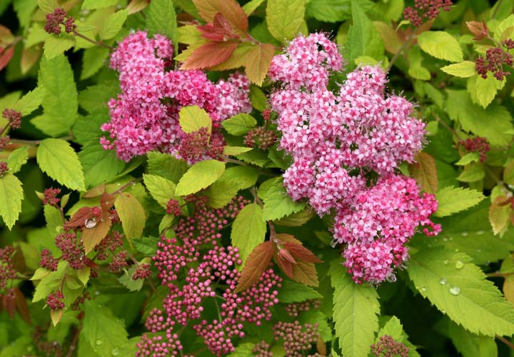 spirée big bang : une longue et généreuse floraison