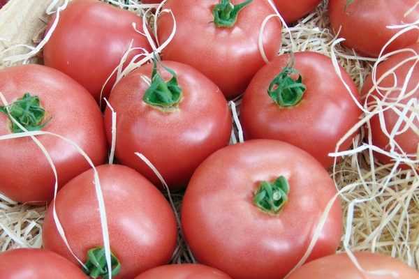 La tomate Honey Moon : enfin une vraie solution face au Mildiou