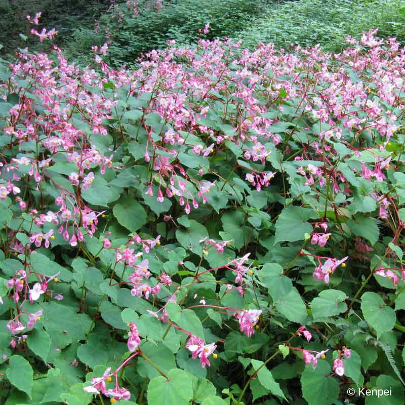 Begonia grandis evansiana dit "bégonia de Madame Evans" : vivace et rustique