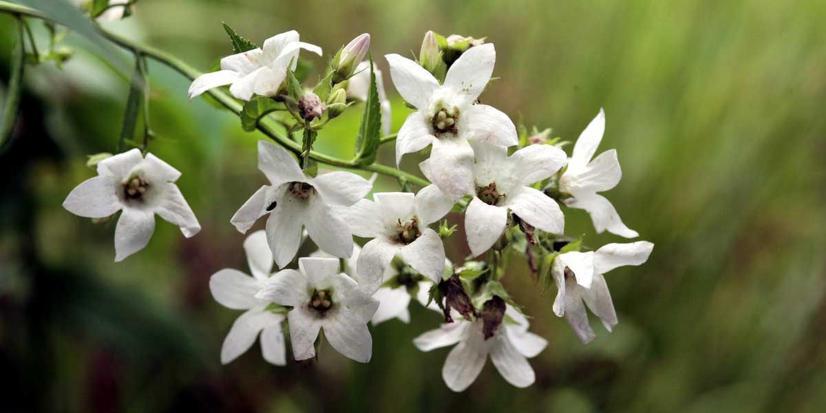Les fleurs blanches de Campanula lactiflora 'Alba'