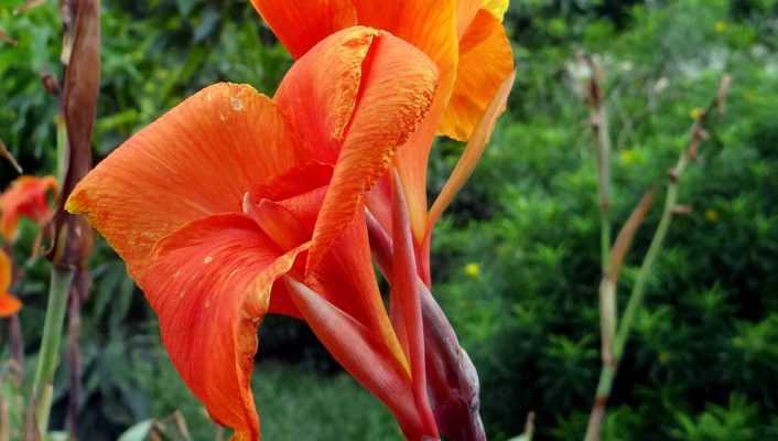 Le canna : planter, cultiver et entretenir