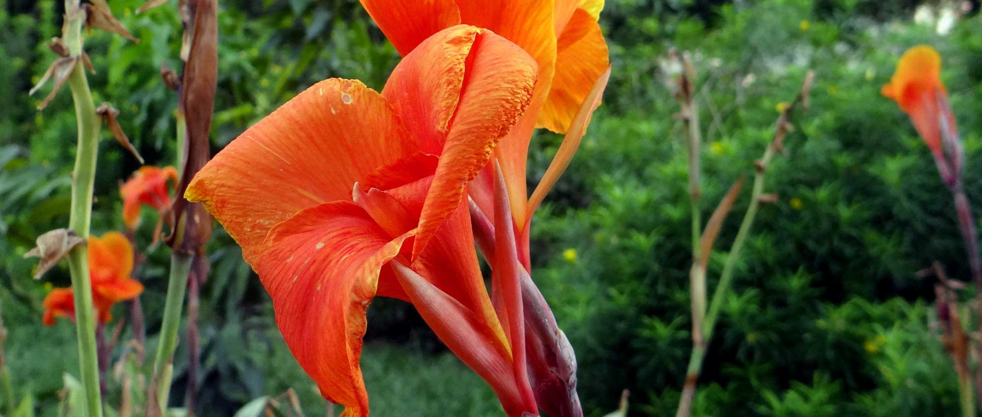 Le canna : planter, cultiver et entretenir