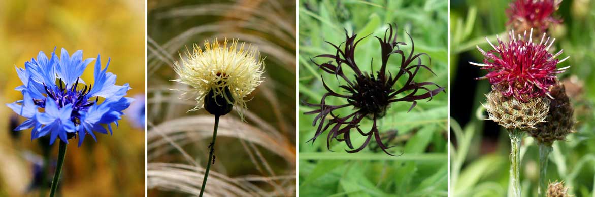 Les différentes floraisons des centaurées