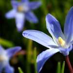 Les chionodoxas : plantation, culture et entretien