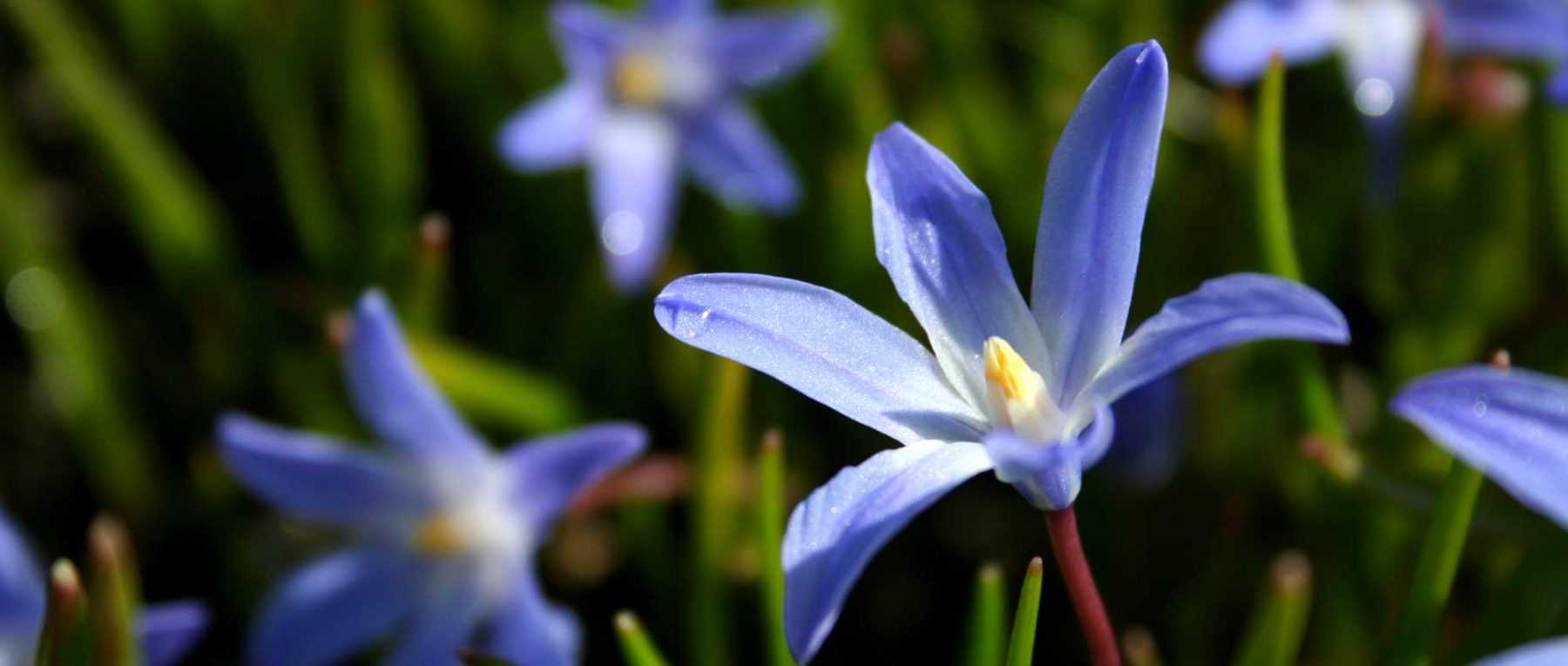 Les chionodoxas : plantation, culture et entretien