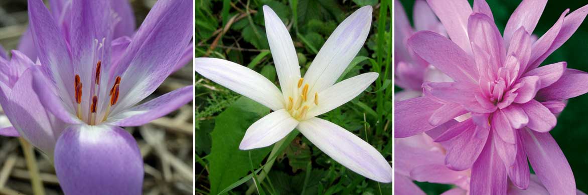 Les fleurs de colchiques prennent différentes formes et couleurs