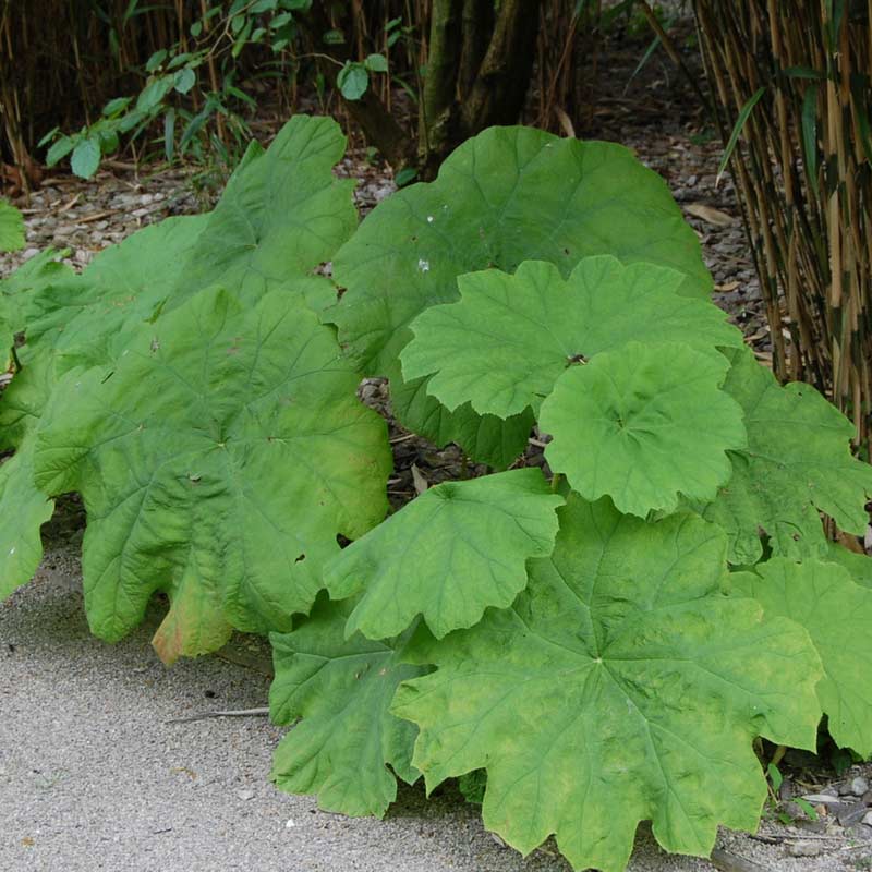 Astilboides tabularis : une grande plante d'ombre à très grandes feuilles rondes