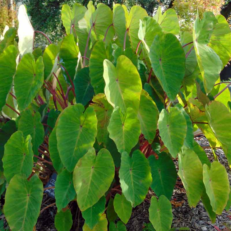 Le Colocasia Pink China : une plante exotique rustique