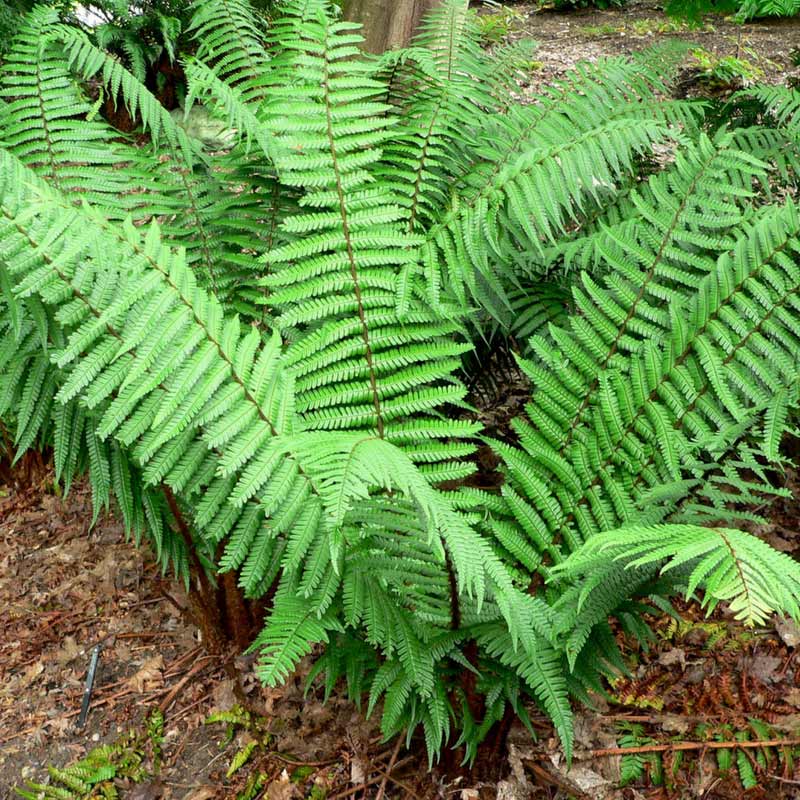 Dryopteris wallichiana : une grande fougère à feuillage graphique