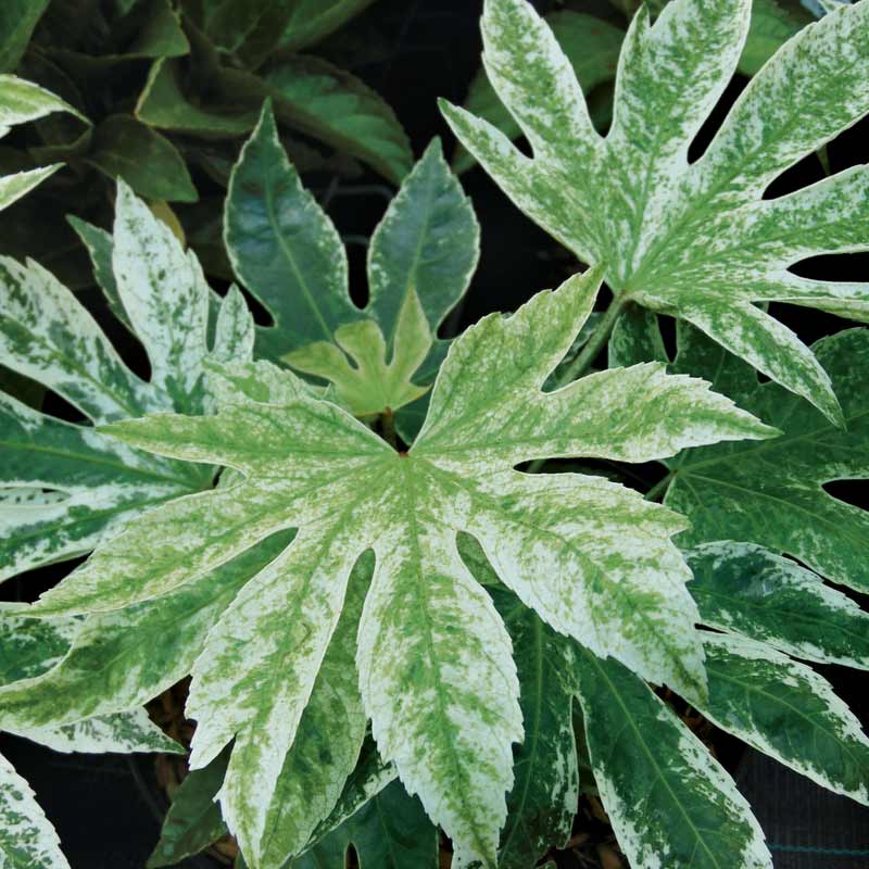 Fatsia japonica Spider's Web : un arbuste étonnant, d'allure exotique