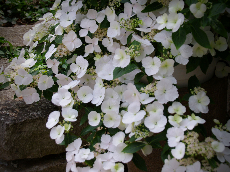 Hortensia 'Runaway Bride' - Plante de l'année 2018 - Chelsea Flower Show