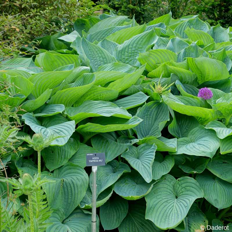 Hosta Empress Wu, un hosta géant, rustique