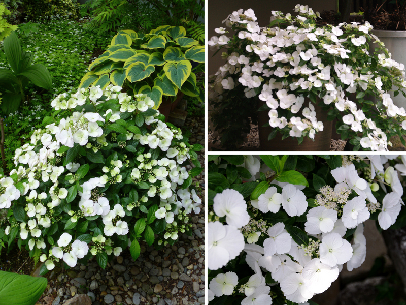 Hydrangea Runaway Bride