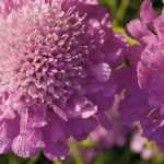 Scabieuse, Scabiosa : semer, planter et cultiver