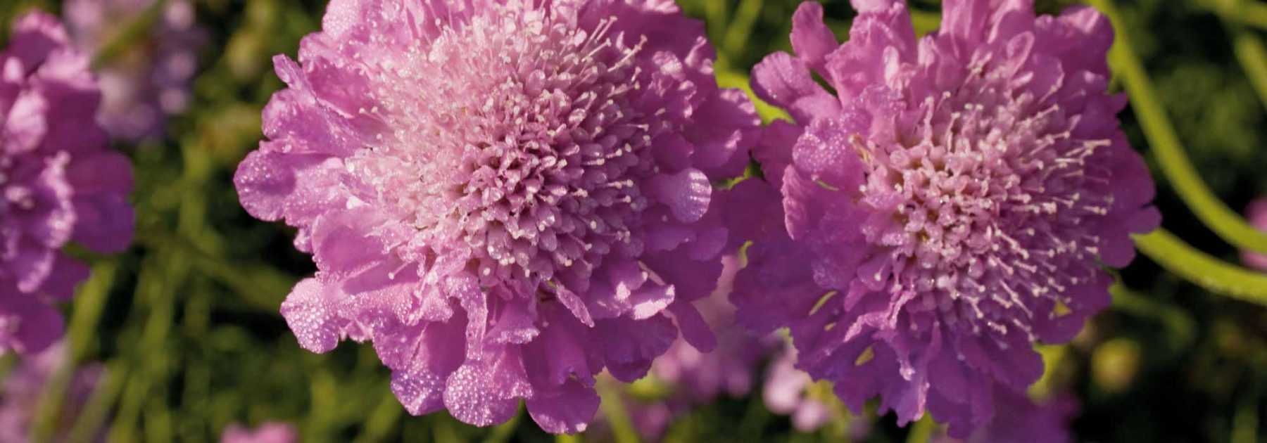 Scabieuse, Scabiosa : semer, planter et cultiver