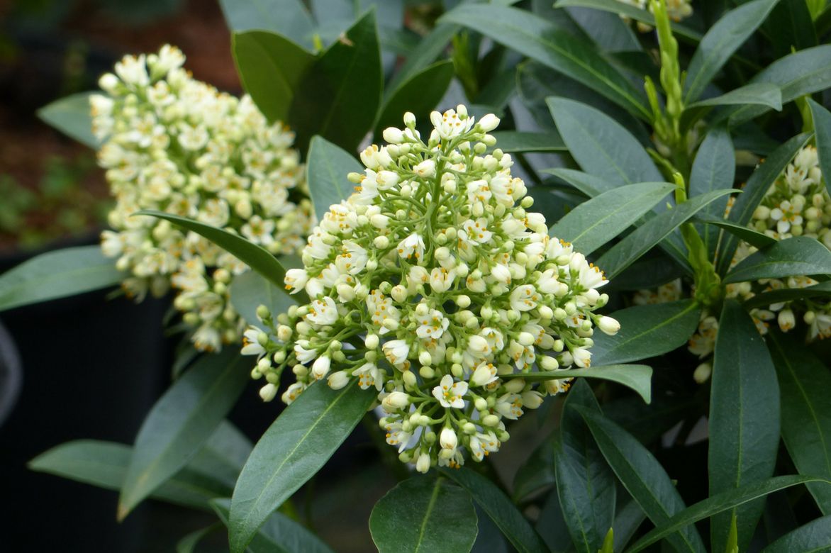 Skimmia Kew Green