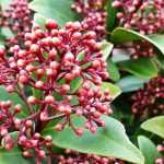 Skimmia : planter, tailler et entretenir