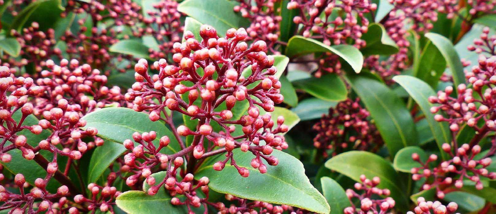 Skimmia : planter, tailler et entretenir